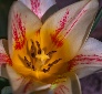 Photo Tulipes 2022 2