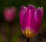 Photo Tulipes 2022 1
